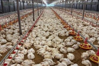 Foto : Ayam Potong di Kandang (Istimewa,Haloklbar.com)