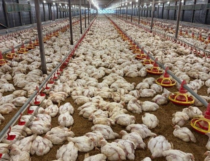 Foto : Ayam Potong di Kandang (Istimewa,Haloklbar.com)